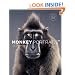 Monkey Portraits