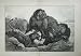 1884 South African Warfare Lions Tigers Buffalo Goddard