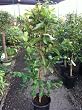 Tropic Pink Guava Tree -- 12 by 12 Inch Container