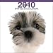 Shih Tzu Dog by THE DOG Artlist 2010 Wall Calendar 12 x 12