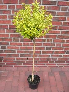 empfehlen facebook twitter pinterest eur 29 50 eur 8 00 versandkosten