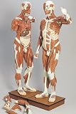 3B Scientific Male Muscular Figure; Torso Model; Life-Size, 37-Part