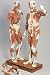 3B Scientific Male Muscular Figure; Torso Model; Life-Size, 37-Part