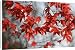 Canvas Prints of DAD-1997 Leaves of Japanese Maple from Ardea Wildlife Pets