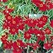 500 RED DWARF PLAINS COREOPSIS Coreopsis Tinctoria Flower Seeds