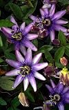 Lavender Lady Passion Flower -Passiflora- Indoors/Out!