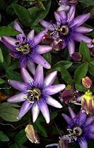 Lavender Lady Passion Flower