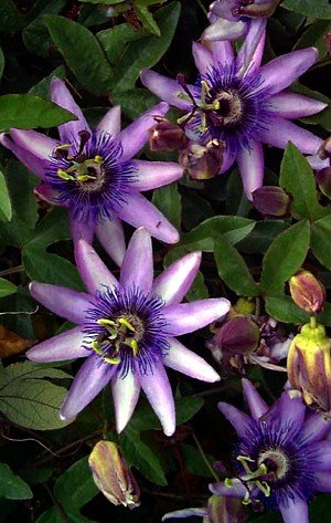 Lavender Lady Passion Flower