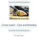 Crown Loach : Care and Breeding