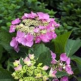 Let's Dance StarlightTM PPAF Hydrangea Bush - REBLOOMING