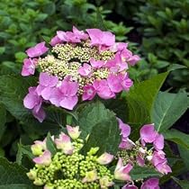 Let's Dance Starlight PPAF Hydrangea Bush