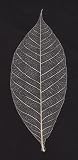 Skeleton Leaves- Pack of 10 Natural Rubber Tree Leaves