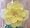 White Band/Yellow Flower