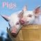 Thinking about buying a pig-themed wall calendar?