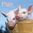Pigs 2010 Calendar