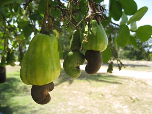 cashew tree