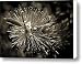 Callistemon II Canvas Print / Canvas Art - Artist Steven Sparks
