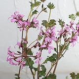ペラルゴニウム：ラベンダーラス3号ポット 3株セット[繊細な小花を咲かせる可憐なペラルゴ]