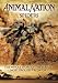 Animal Nation - Spiders
