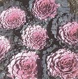 Pink Osaka Flowering Cabbage 25 Seeds