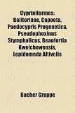 Cypriniformes: Cobitidae, Cyprinidae, Barbus, Balitorinae, Puntius, Tor tor, Mylopharodon conocephalus, Gila cypha, Ptychocheilus lucius, Luciobarbus, ... Moxostoma anisurum, Cyprinus, Leuciscinae