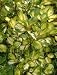 Griselinia littoralis Bantry Bay 3L