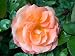 Rose Rick Stein