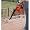 18V NiCad Trimmer and Sweeper Combo Kit