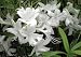 Deciduous Exbury Azalea Weston's Innocence - Very Hardy
