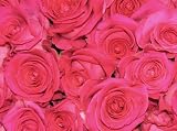 Save on  250 Hot Pink Roses From South America (Wholesale) | 18-inch Stems | 250 Stems | Weddings, Anniversaries, or Party Decorations