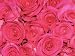 100 Hot Pink Roses From South America (Wholesale) | 22-inch Stems | 100 Stems | Weddings, Anniversaries, or Party Decorations