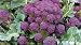 Purple Broccoli 200 Seeds - LOW CARB!