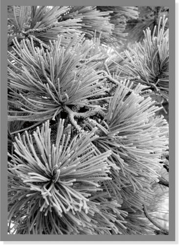 Winter Pine Holiday Boxed Cards (Christmas Cards, Holiday Cards, Greeting Cards) (Large Holiday Cards)