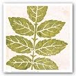 Pink Green Large Leaf by Swan Papel 12"x12" Art Print Poster