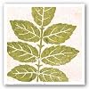 Pink Green Large Leaf by Swan Papel 12"x12" Art Print Poster