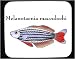 Mouse Pad with fish, aquarium