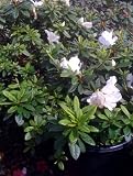 Alaska Azalea Plant, Five Gallon Container