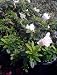 Alaska Azalea Plant, Five Gallon Container
