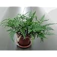 Brown Rabbit's Foot Fern 6" Hanging Basket - Davallia - SALE*