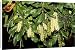 Canvas Prints of Kf-11743 Macadamia Nut Flowers from Ardea Wildlife Pets