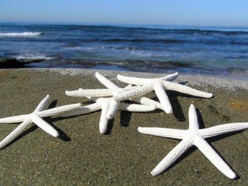 25 White Finger Starfish, 3 - 4 Inch