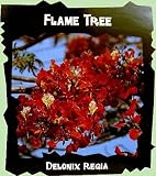 Royal Poinciana Flame Tree 15 Seeds - Delonix -Tropical