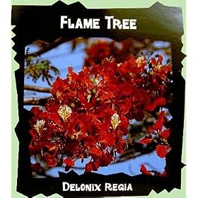 Royal Poinciana Flame Tree 15 Seeds - Delonix -Tropical