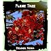 Royal Poinciana Flame Tree 15 Seeds - Delonix -Tropical