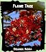 Royal Poinciana Flame Tree 15 Seeds - Delonix -Tropical