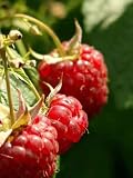 Himbeeren 01 - 24