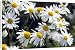 Canvas Prints of ME-1683 German Chamomile flowers from Ardea Wildlife Pets