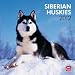 Siberian Huskies 2012 Square 12X12 Wall Calendar