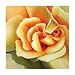 Caitlyn 1009 Original Hand-Painted Oil on Canvas by Carl Sebastian - 32x32"