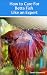 How to Care for Betta Fish Like an Expert (Aquarium and Turtle Mastery)